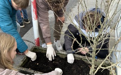 Projekt Krokus